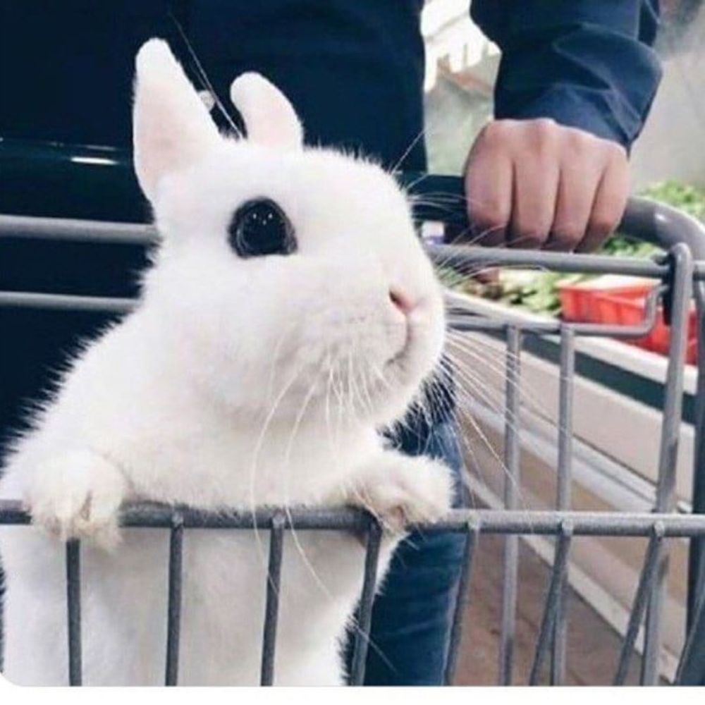 Meet your Posher, Rebecca